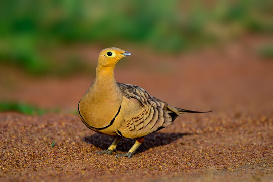 A chesnut bellied Sandgrouse in its natural habitat.