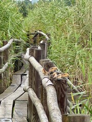 small birds on a nature trail