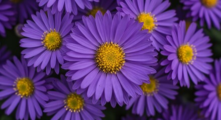 Close-up of Vibrant Purple Asters with Yellow Centers, Capturing Their Delicate Petals and Natural