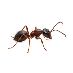 ant