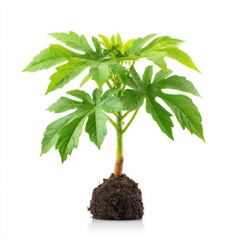 A vibrant, young plant flourishing with lush green leaves and fresh growth, symbolizing new beginnings and vitality.