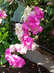 Paper flower or bougainvillea with the scientific name bougainvillia spectabillis, white in color that can change color to red