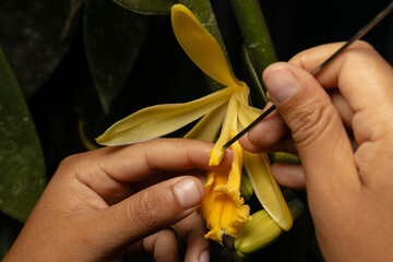 Vanilla is a tropical orchid of great aromatic and economic value. In the Peruvian Amazon, the species Vanilla pompona, or wild vanilla, is cultivated by local communities. © Gino Tuesta