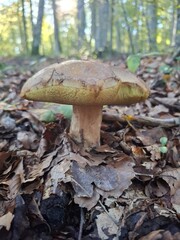 mushroom in the forest boletus edulis or penny bun a delitious wild mushroom