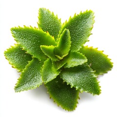 Close-up shot of a vibrant green succulent plant, showcasing its unique texture and form