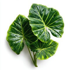 A vibrant green elephant ear plant with unique leaf patterns