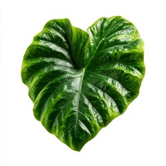 Close-up shot of a single, vibrant green leaf, highlighting its intricate details and natural beauty. The heart-shaped leaf showcases a textured surface and striking veins.
