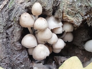 Artistic close-up of tiny mushrooms growing inside the hollow of an old tree. Natural soft light enhances the delicate texture of the fungi and bark. Minimal, calm, and organic composition perfect for