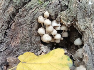 Artistic close-up of tiny mushrooms growing inside the hollow of an old tree. Natural soft light enhances the delicate texture of the fungi and bark. Minimal, calm, and organic composition perfect for