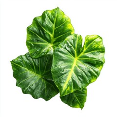 Vibrant green leaves, a display of nature's intricate beauty. The heart-shaped leaves showcase a range of green hues and textured details