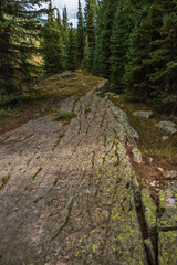 natural rock terrace in evergreen forest