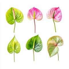 A vibrant assortment of anthurium flowers in varying shades. The colorful blossoms stand out against a simple background, showcasing their unique shapes and textures
