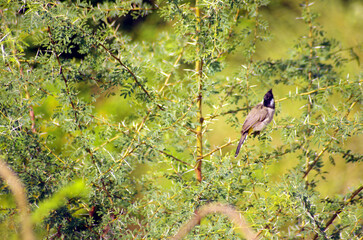 Himalayan Bulbul (Pycnonotus leucogenys) Afghanistan, Bhutan, India, Nepal, Pakistan