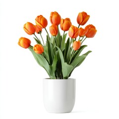 A vibrant bouquet of orange tulips in a white pot, a symbol of spring's beauty and natural elegance. The petals are a warm, inviting orange, set against the lush green leaves