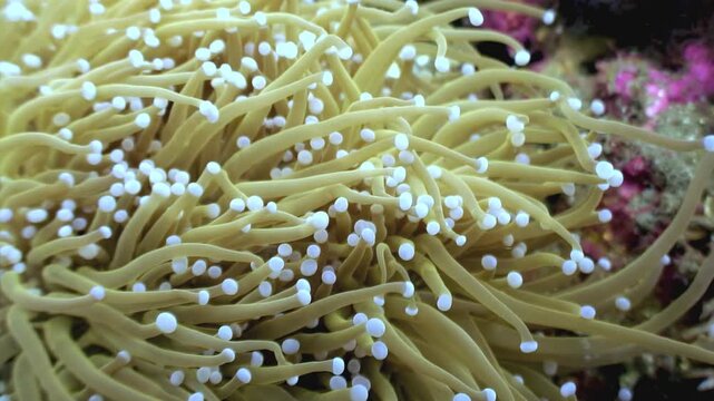 Soft coral sways with the current during the day in Apo Island, Philippines. The coral's pale yellow tentacles undulate rhythmically in the sunlit waters.