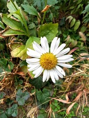 daisies in a garden