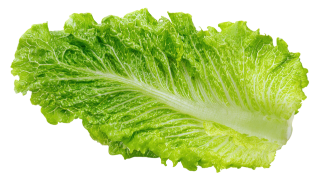 Close-up of fresh, vibrant green romaine lettuce leaves against a stark black background