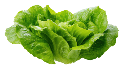 Close-up of a fresh, vibrant green head of lettuce, crisp leaves against a black background