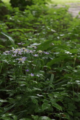 雨に濡れた森の中で咲く淡い紫の小花
