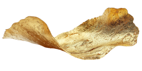 Close-up of a delicate, winged seed with subtle textures, isolated against black