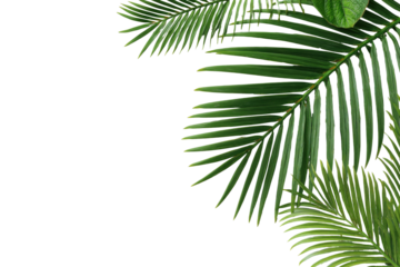 Green, vibrant palm fronds are set against a stark, black background, suggesting space