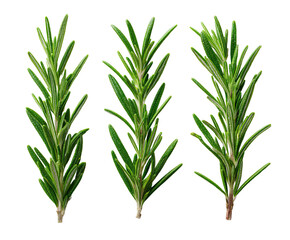 Obraz premium Three sprigs of fresh, vibrant green herbaceous plant, standing tall against a black background