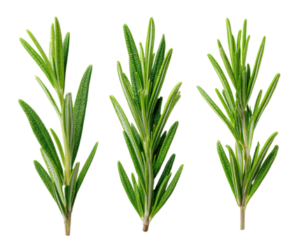 Three sprigs of fresh, vibrant green rosemary isolated on a transparent black background