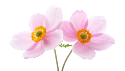 Minimal Pink Flower Bundle with Two Elegant Stem Variations, isolated on transparent background