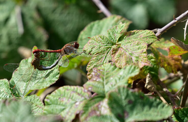 Sympetrum dragonfly couple

