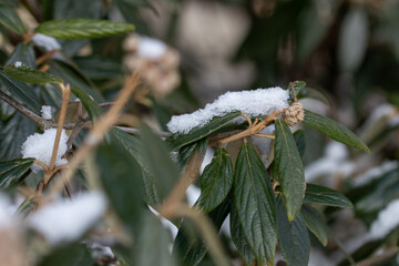 Snow-covered pine needles in the quiet winter light