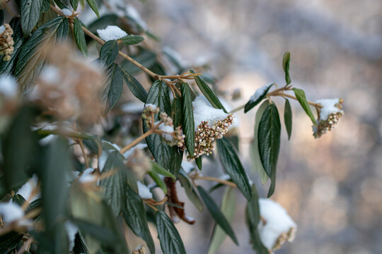 Snow-covered pine needles in the quiet winter light - Powered by Adobe
