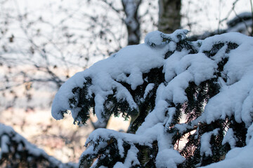Snow-covered pine needles in the quiet winter light