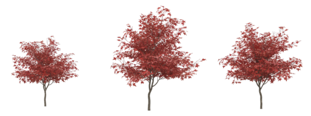 Three Vibrant Red Maple Trees Digitally Illustrated on a Transparent White Background.