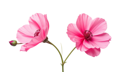 Soft Pastel Flower Collection with Graceful Green Stems, isolated on transparent background