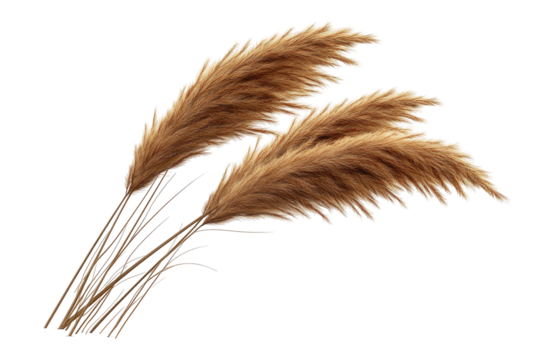 Two bunches of feathery, dried pampas grass, isolated on black