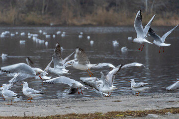 Large group birds of common gulls on shoreline in city lake. Rivergull on stone near coastline water. Flock birds chroicocephalus ridibundus fly, scream and eat fishs. Family laridae in wild nature.