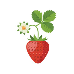 Ripe strawberry with flower and leaves on white background