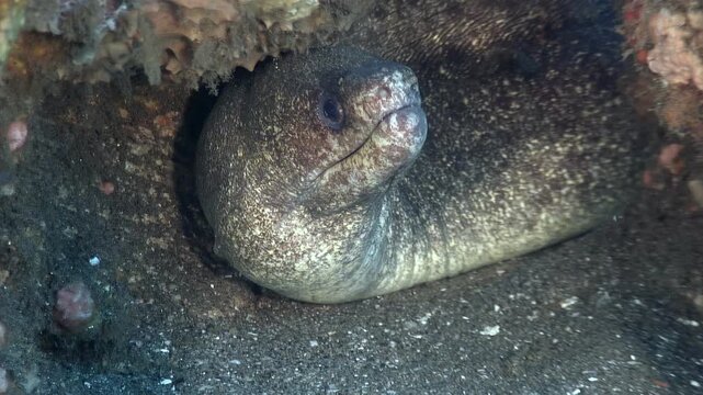 A grey Moray Eel is resting in its burrow on the ocean floor in the Philippines. The eel opens and closes its mouth repeatedly. A close up shows the detail.