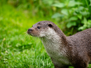 Close Up of an Otter Head