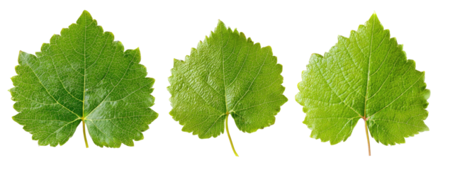 Three vibrant green leaves isolated against a black background, showcasing their textured surfaces