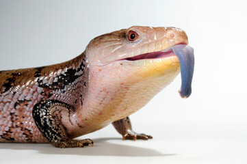 Common blue-tongued skink // Blauzungenskink (Tiliqua scincoides) - Australia