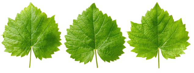 Three vibrant, heart-shaped green leaves, each with detailed veins and a scalloped edge, isolated