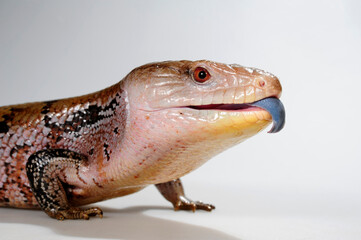 Common blue-tongued skink // Blauzungenskink (Tiliqua scincoides) - Australia