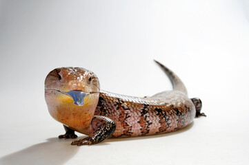 Blauzungenskink // Common blue-tongued skink (Tiliqua scincoides) - Australien