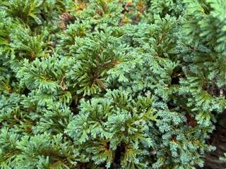 Green coniferous tree branches, macro 