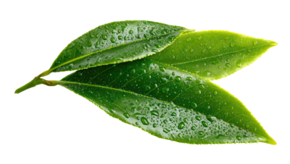 Close-up of three vibrant green leaves with water droplets against a black background