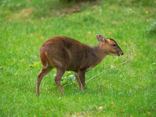 Muntjac Deer Feeding on a Tree Sapling