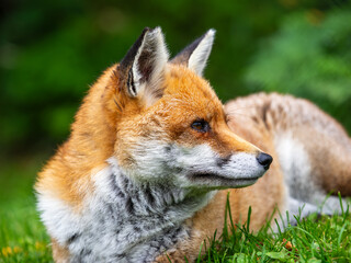 Red Fox Laying Down in the Grass