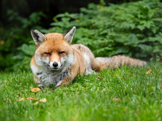 Red Fox Laying Down in the Grass