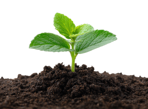 Close-up of a young seedling emerging from dark, fertile soil, bright green leaves against black background